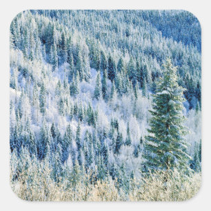Sticker Carré États-Unis, Washington, Mt. Spokane State Park, As