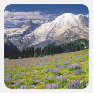 Sticker Carré États-Unis, Washington, Parc national du mont Rain