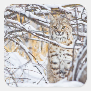 Sticker Carré États-Unis, Wyoming, Bobcat