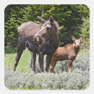 Sticker Carré États-Unis, Wyoming, montagnes Bighorn, élan Alces