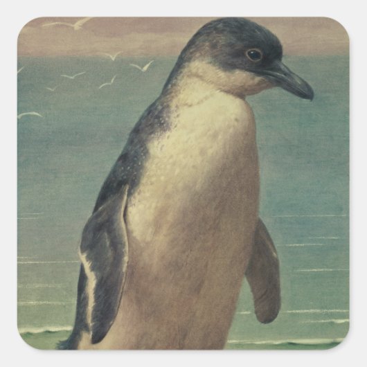 Sticker Carré Étude d'un pingouin (Devant)