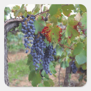 Sticker Carré Europe, France, Roussillon. Vignobles, avec
