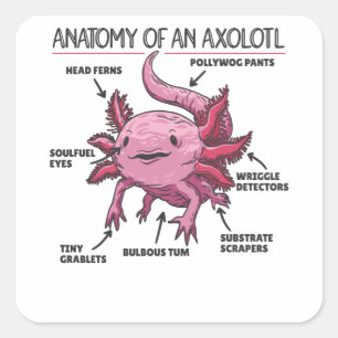 Sticker Carré Explication Axolotl Anatomie D'Un Axolotl