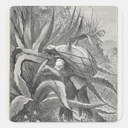 Sticker Carré Extraction du pulque (Devant)