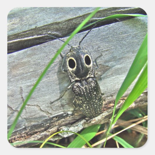 Sticker Carré Eyed Elater Click Beetle - Alaus oculatus (Devant)