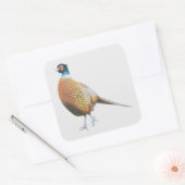 Sticker Carré faisan 2012 (Enveloppe)