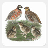 Sticker Carré Famille Bobwhite Quail (Devant)