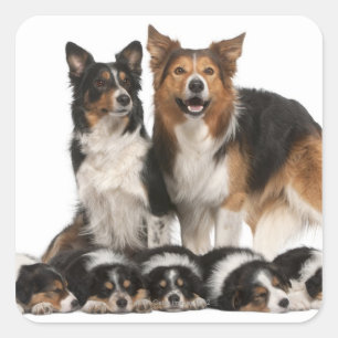 Sticker Carré Famille Collie frontalière
