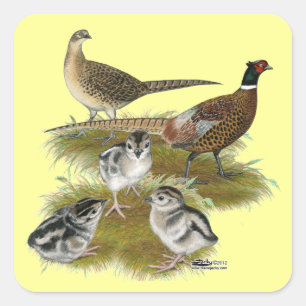 Sticker Carré Famille de faisans à collier