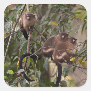 Sticker Carré Famille de marmousets singes