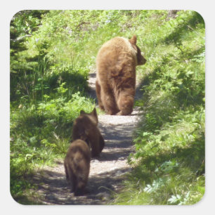 Sticker Carré Famille d'ours Brown