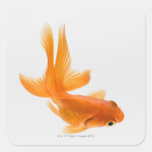 Sticker Carré Fantail (Carassius auratus) 2