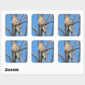 Sticker Carré faucon, oiseau, proie, faucon de Cooper, nature (Feuille)