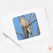 Sticker Carré faucon, oiseau, proie, faucon de Cooper, nature (Enveloppe)