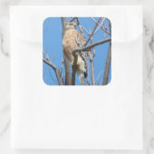 Sticker Carré faucon, oiseau, proie, faucon de Cooper, nature (Sac)