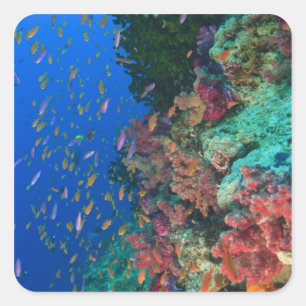 Sticker Carré Fées basslets (Pseudanthias