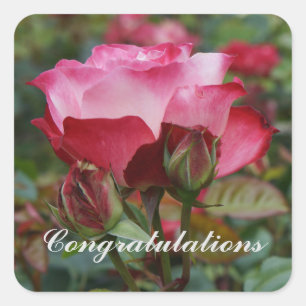 Sticker Carré Félicitations Cherry Parfait Rose #1-2