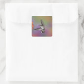 Sticker Carré Femme Ruby Throated Hummingbird en vol (Sac)