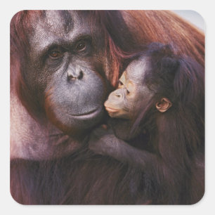 Sticker Carré Femme Sumatran Orangutan avec bébé, Pongo
