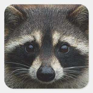 Sticker Carré Fermer le pied raccoon de visage recadré