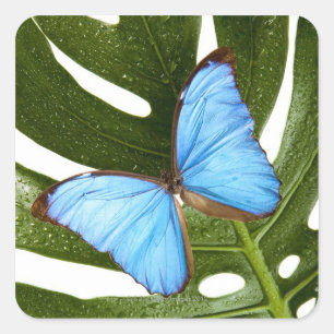 Sticker Carré Fermez-vous d'un papillon bleu de Morpho sur une
