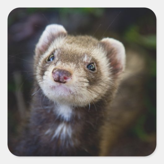 Sticker Carré Ferret (Devant)