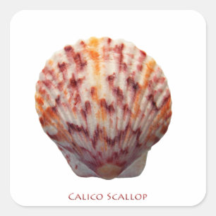 Sticker Carré Feston Shell de calicot