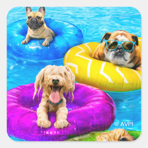 Sticker Carré Fête de chien à la piscine