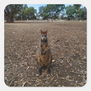 Sticker Carré "Fête de la nature : un casse-croûte de Wallaby"