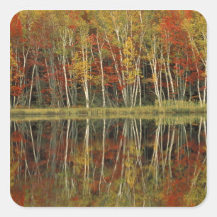Sticker Carré Feuillage d'automne et reflets de bouleau; Hiawath