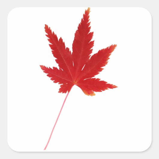 Sticker Carré Feuille d'automne simple rouge (Devant)