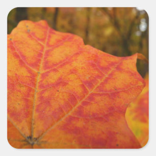 Sticker Carré Feuille de érable abstrait orange et rouge Automne