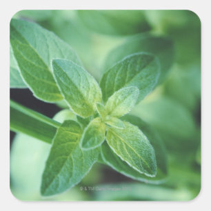Sticker Carré Feuille de menthe fraîche