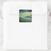 Sticker Carré Feuilles agaves (Sac)
