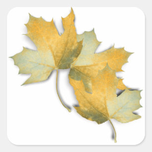 Sticker Carré Feuilles d'automne jaune doré