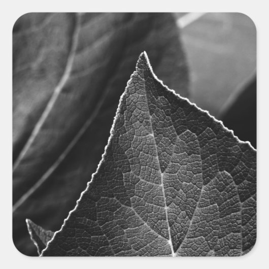Sticker Carré feuilles étant (Devant)
