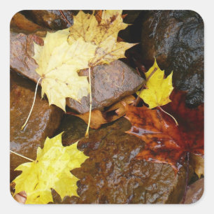 Sticker Carré Feuilles mouillées et rochers Photographie de la n
