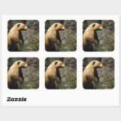 Sticker Carré Fière Ours (Feuille)