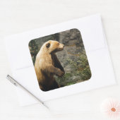 Sticker Carré Fière Ours (Enveloppe)