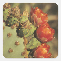 Figue de Barbarie en fleurs, Arizona-Sonora 2