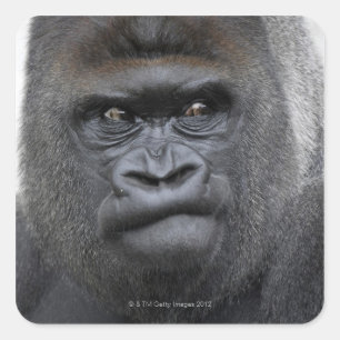 Sticker Carré Flachlandgorilla, gorille de gorille,