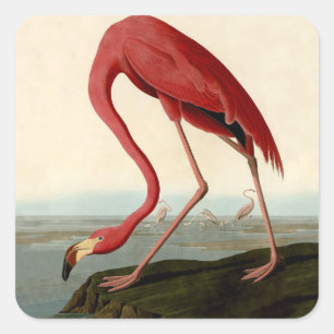 Sticker Carré Flamant rose américain d'Audubon