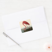 Sticker Carré Flamant rose américain d'Audubon (Enveloppe)