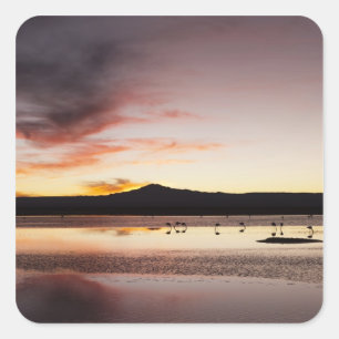 Sticker Carré Flamant rose chilien