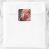 Sticker Carré Flamant rose chilien, Phoenicopterus chilensis (Sac)