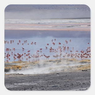 Sticker Carré Flamant rose de James, Phoenicoparrus jamesi