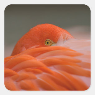 Sticker Carré Flamant rose de Pékin