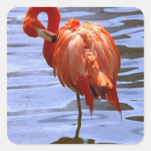Sticker Carré Flamant rose sur une jambe dans l'eau