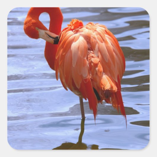 Sticker Carré Flamant rose sur une jambe dans l'eau (Devant)