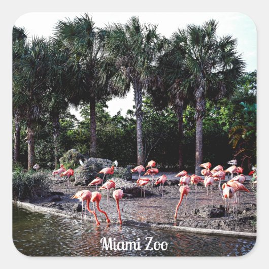 Sticker Carré Flamants roses, Miami, Floride (Devant)